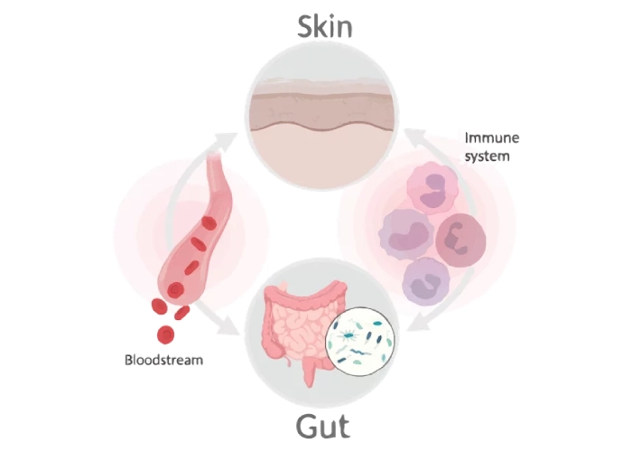 Understanding The Gut-Skin Connection
